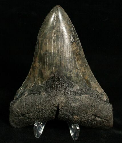 Beautifully Colored Megalodon Tooth #6648